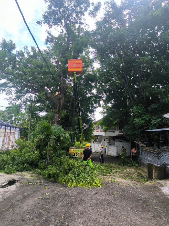 DLH Karangasem Respon Cepat Permohonan Desa Tulamben Terkait Penebangan Pohon Perindang