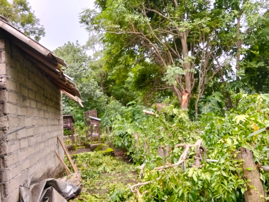Kejadian Pohon Tumbang Menimpa Rumah Warga
